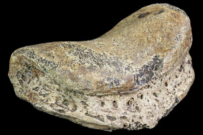 Ceratopsian Dinosaur Toe Bone - Alberta (Disposition #-) #71704